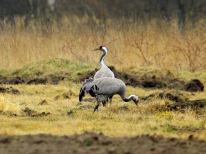 Meadow, Two cars, cranes