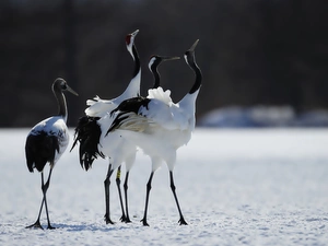 cranes, snow
