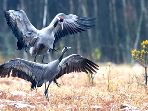 Rising, cranes, The herb, themselves