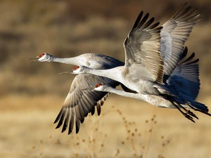 cranes, flying, Three