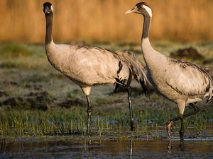 water, Two cars, cranes