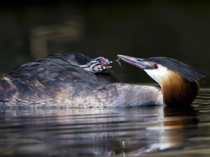 Insect, water, Great Crested Grebe, chick, birds