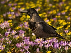 crocuses, Bird, Crow