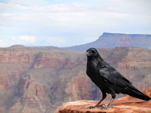 Bird, Sky, canyon, Crow