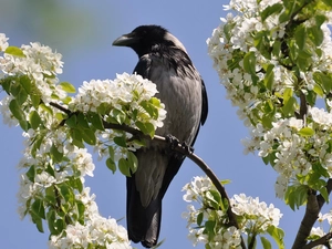black, flourishing, trees, crow