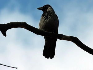 crow, gray