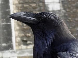 Crow, nose
