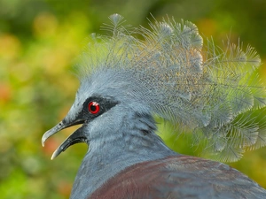Goura cristata, Bird, Crowned