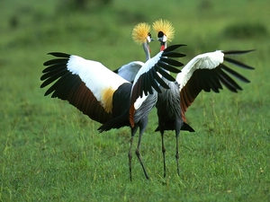 cranes, dance, nuptial, crowning