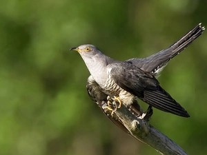 cuckoo