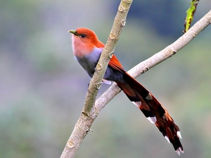 Costa Rican, branch, cuckoo