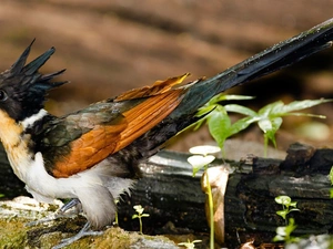 cuckoo, Red-shouldered