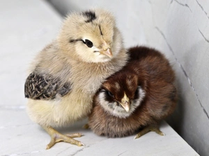 chickens, Two cars, cuddled