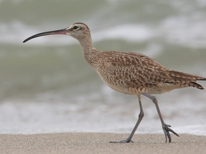 Curlew Smaller