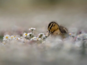 Flowers, daisies, duck, Ducky, small