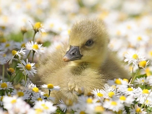 daisies, goose
