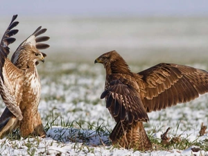 Hawks, nuptial, winter, dance