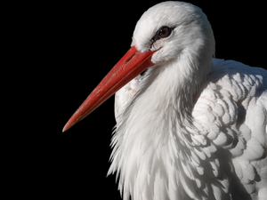 stork, background, rapprochement, dark