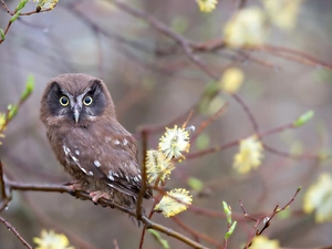 database, owl, Twigs
