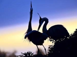 dawn, cranes