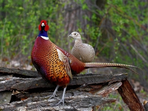 pheasant, hen, trees, DBZ