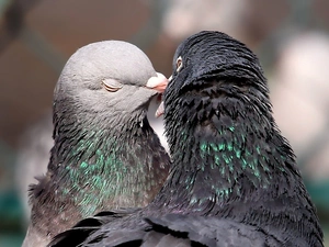 couple, Two cars, Deep