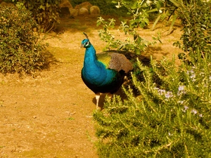 dignified, peacock
