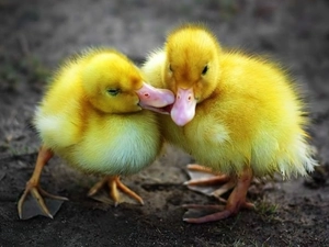 ducks, Two, little doggies