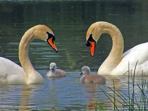 Two cars, little doggies, lake, Swan