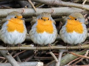 Robins, Three, trees, viewes, branch pics, little doggies