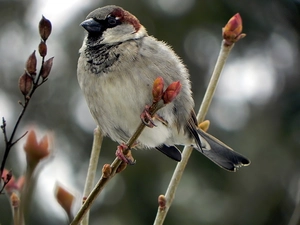 donuts, sparrow, Twigs