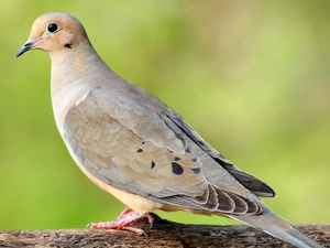 dove, Barbary dove