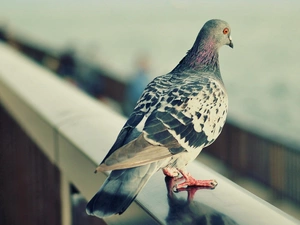 dove, hand-rail
