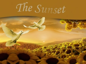 Doves, Nice sunflowers