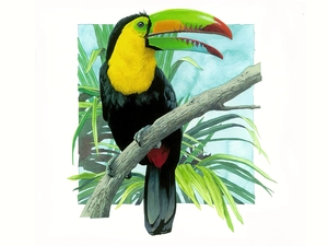 Drawing, Toucan, branch