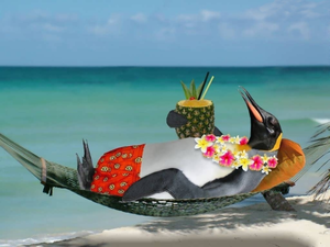 Drink, penguin, Hammock