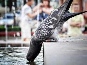 pigeon, water, blur, drinker