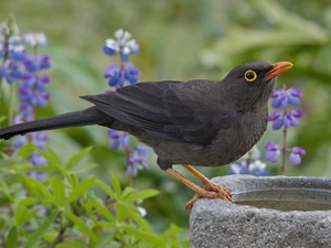 Blackbird, drinking fountain, Flowers, Stone