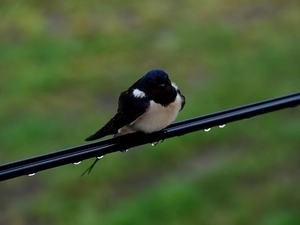 drops, swallow, cable