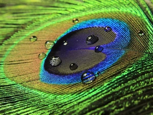 drops, peacocks, eye
