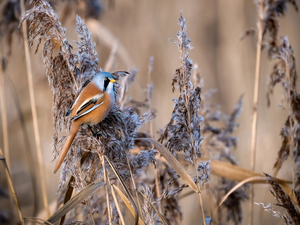 Bird, dry, grass, Bearded Tit