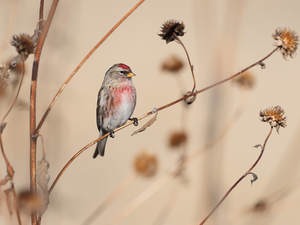 Bird, dry, Plants, Common Redpoll