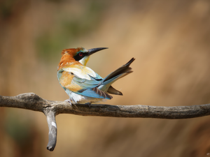 Bird, dry, twig, bee-eater