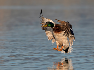 flight, water, Mallard Duck, male, Bird