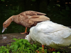 duck, goose