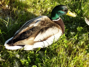 duck, grass