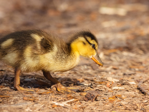 small, Ducky, rapprochement, duck