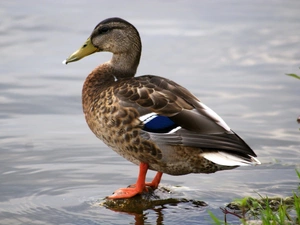 duck, water