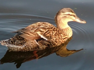 duck, water