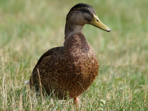 duck